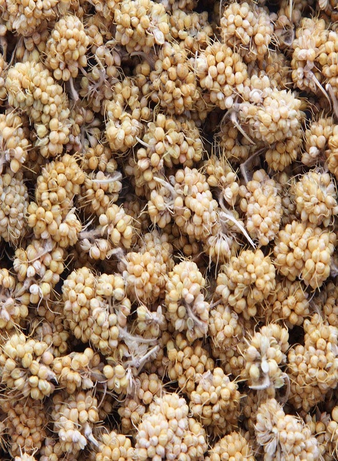 Higgins 2 Pack of Sunburst Millet Bits for Small Birds, 1 Ounce Each - Image 2